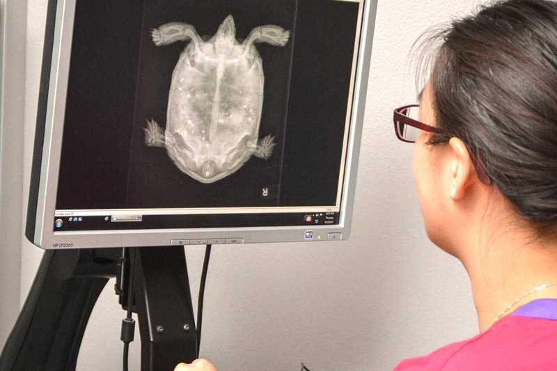 Turtle x-ray