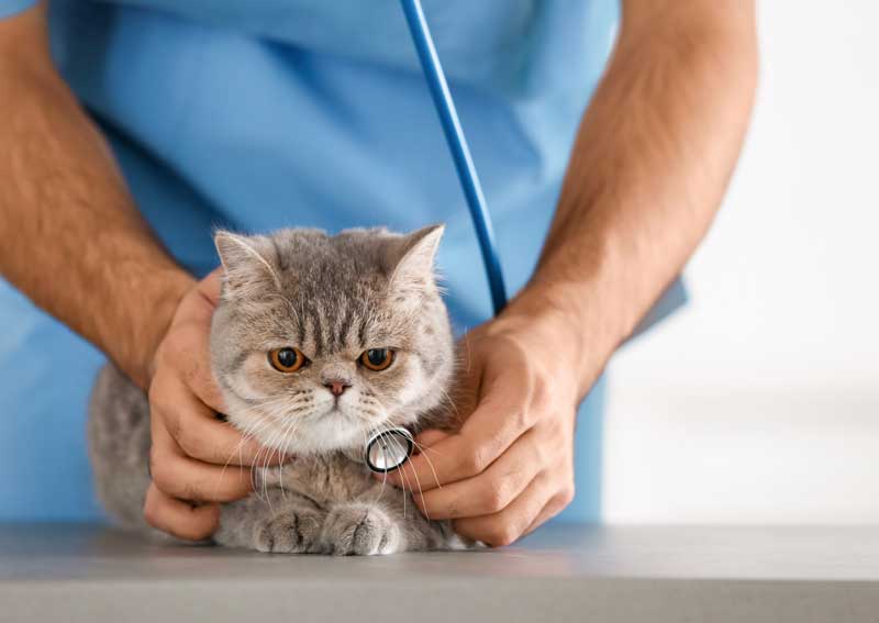 Carousel Slide 1: Cat veterinarinas